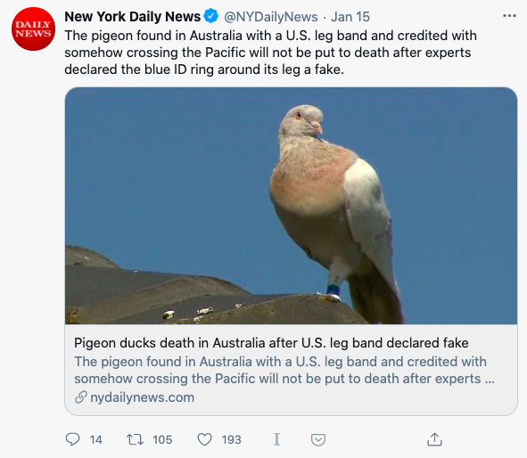 Australian Pigeon