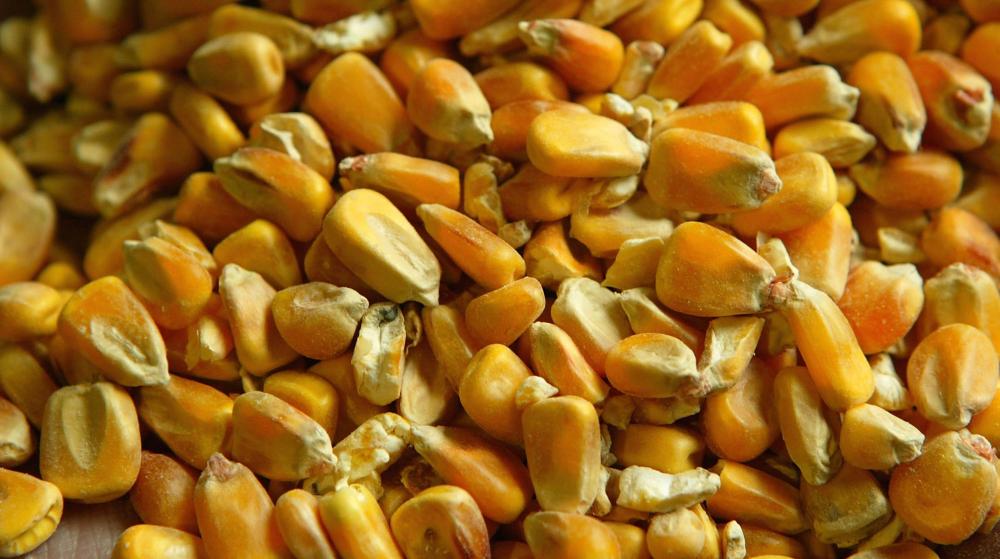 Corn Phenotypes