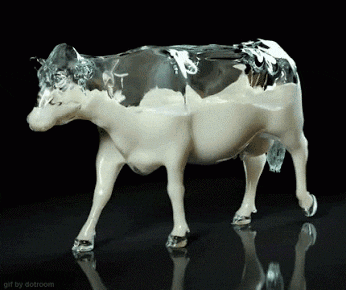 Cow Full of Milk